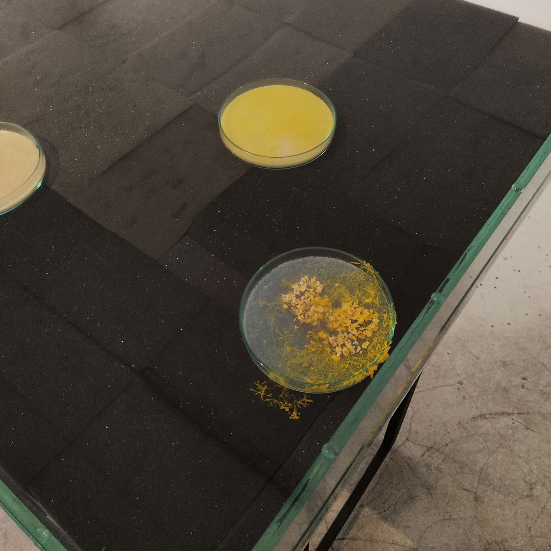 Pernelle Gaufillet Ventura, Formation, Physarum Polycephalum, boîtes de Petri, 2021. Tenderfluid #1 _ Honky Tonk Fields _ Comissaires d'exposition : Collectif Enoki + Pascal Mouisset_ EXPOSITION : 6 – 18 JUILLET 2021 _ ESPACE VOLTAIRE : 75011 Paris _ avec le soutien de Plateau Urbain et de la DRAC Île-de-France dans le cadre l’Été Culturel. #tenderfluid #honkytonkfields