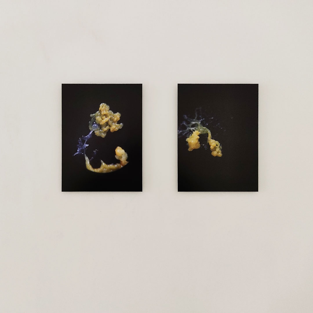 Pernelle Gaufillet Ventura, Formation, Physarum Polycephalum, boîtes de Petri, 2021. Tenderfluid #1 _ Honky Tonk Fields _ Comissaires d'exposition : Collectif Enoki + Pascal Mouisset_ EXPOSITION : 6 – 18 JUILLET 2021 _ ESPACE VOLTAIRE : 75011 Paris _ avec le soutien de Plateau Urbain et de la DRAC Île-de-France dans le cadre l’Été Culturel. #tenderfluid #honkytonkfields