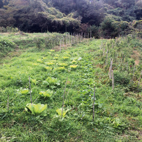 Yoann Moreau et Masumi Oyadomari, Chevaucher le lombric, inférences rythmiques entre les vivants au Japon, texte, 2020, (FACAC). Tenderfluid #1 _ Honky Tonk Fields _ Comissaires d'exposition : Collectif Enoki + Pascal Mouisset_ EXPOSITION : 6 – 18 JUILLET 2021 _ ESPACE VOLTAIRE : 75011 Paris _ avec le soutien de Plateau Urbain et de la DRAC Île-de-France dans le cadre l’Été Culturel. #tenderfluid #honkytonkfields
