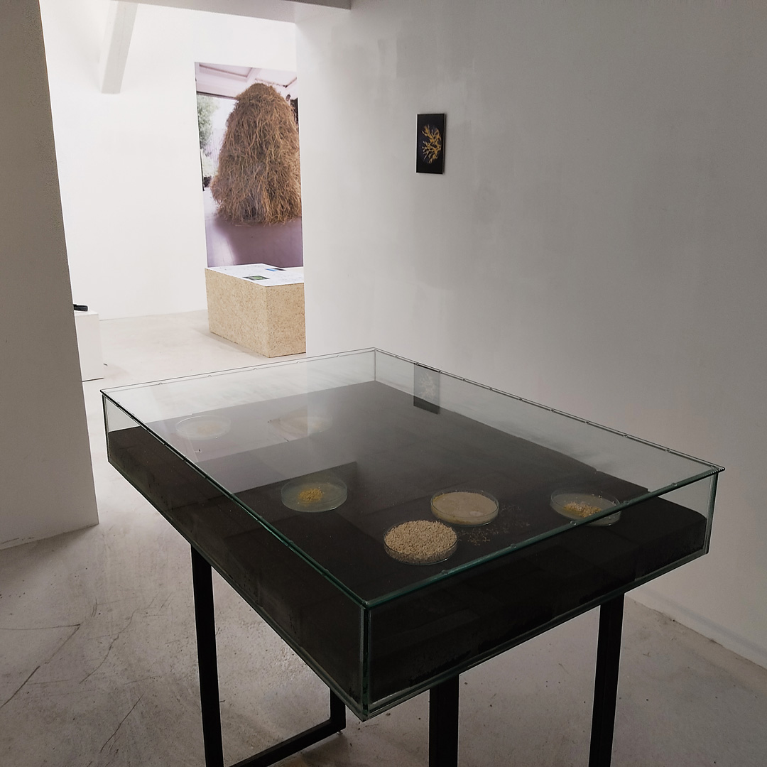 Pernelle Gaufillet Ventura, Formation, Physarum Polycephalum, boîtes de Petri, 2021. Thierry Boutonnier, Le cycle de la meule, 2013. Tenderfluid #1 _ Honky Tonk Fields _ Comissaires d'exposition : Collectif Enoki + Pascal Mouisset_ EXPOSITION : 6 – 18 JUILLET 2021 _ ESPACE VOLTAIRE : 75011 Paris _ avec le soutien de Plateau Urbain et de la DRAC Île-de-France dans le cadre l’Été Culturel. #tenderfluid #honkytonkfields